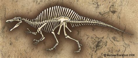 Spinosaurus Skeleton by mmfrankford on DeviantArt