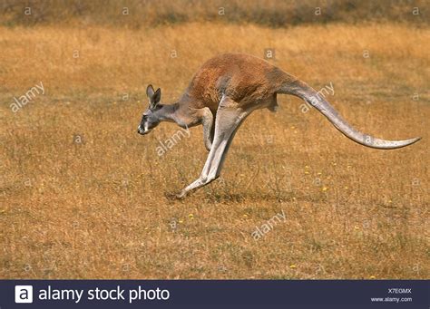 Hopping Animals High Resolution Stock Photography and Images - Alamy