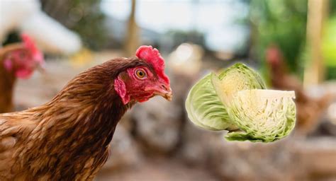 Traitement Poux Rouges Des Poules Rem Des Au Poulailler Mes Poules