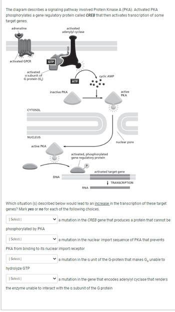 Answered The Diagram Describes A Signaling Bartleby