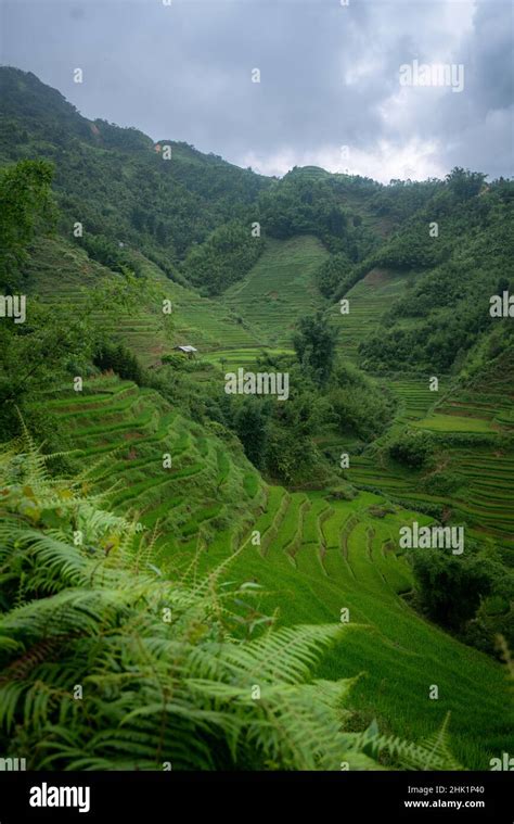 Rice Terraces Of Sapa Hi Res Stock Photography And Images Alamy