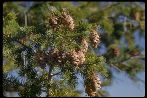 Common Douglas Fir Carkeek Park Nw Seattle · Inaturalist