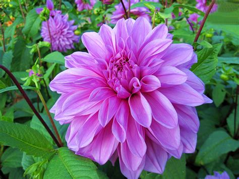 Picture Pink Color Flower Dahlias Closeup