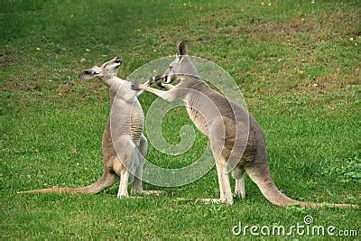 Kangaroo Boxing Stock Images - Image: 4747034