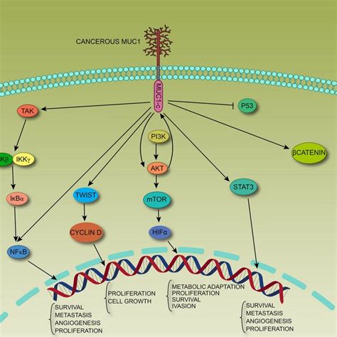 The Intracellular Portion Of MUC1 CD Can Interact With Multiple