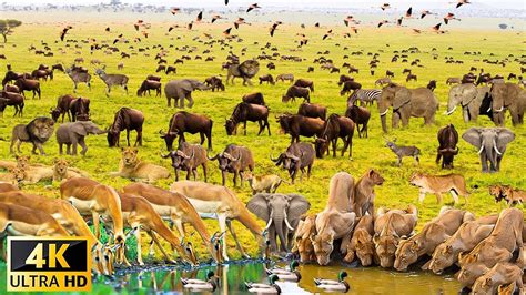 4K African Wildlife Crazy Great Migration Mara River Crossing In