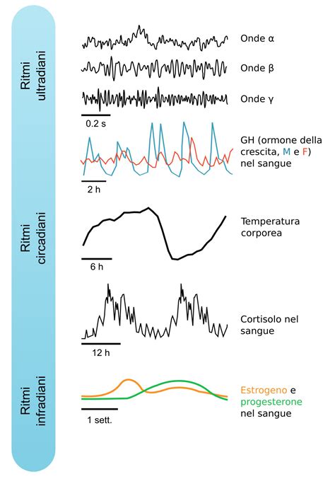 Tieni Il Tempo Una Breve Introduzione Ai Ritmi Biologici AIRInforma