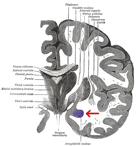 Central Nucleus Of The Amygdala Wikipedia