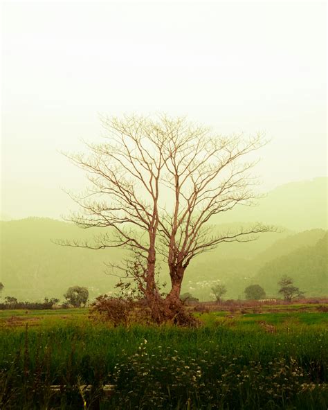 Single Tree In Ground Mountains Single Tree · Free Stock Photo