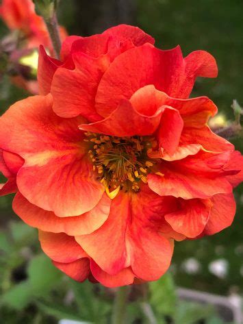 Geum Coral Tempest Hare Spring Cottage Plants