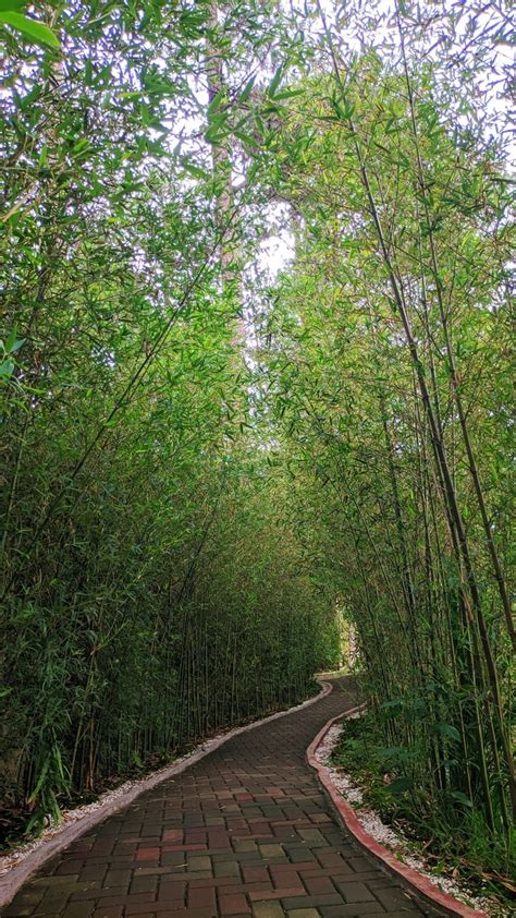 Botanical Garden Bamboo