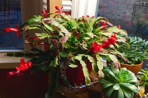 How Often To Water Christmas Cactus Water Requirementtips