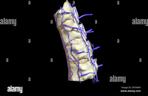 3D animation illustrating the human anatomy Stock Video Footage - Alamy