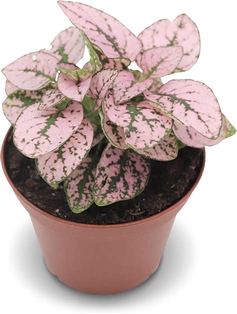 Amazon Callisia Repens Pink Lady Turtle Vine Grower Pot