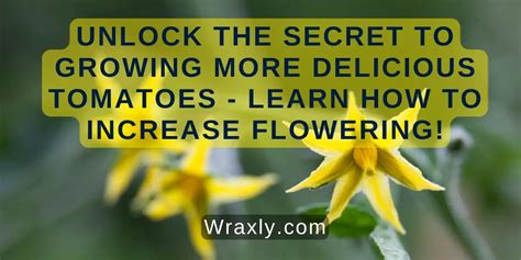 Unlock The Secret To Growing More Delicious Tomatoes Learn How To