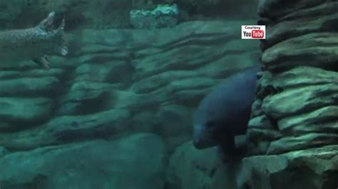 Cincinnati Zoo Introduces Three Orphaned Manatees To The Public