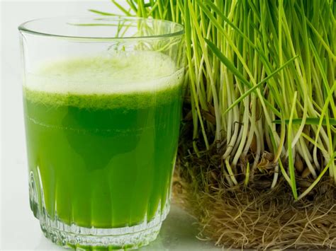 The Most Staggering Health Benefits Of Wheatgrass Health Cautions