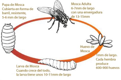 INDUSTRIAS LAFORD Moscas