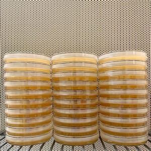 Malt Extract Agar Plates Yeast For Mushroom Growing Sterile Pre Poured