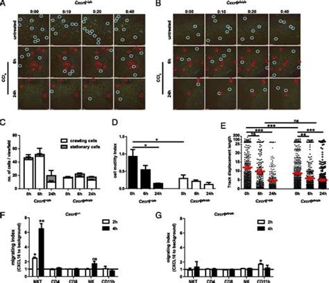 Chemokine Receptor Cxcr6 Dependent Hepatic Nk T Cell Accumulation