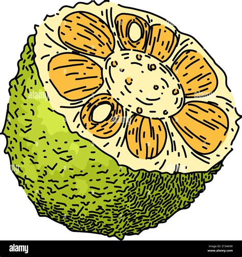 sweet golden yellow jackfruit cut  stock images pictures alamy