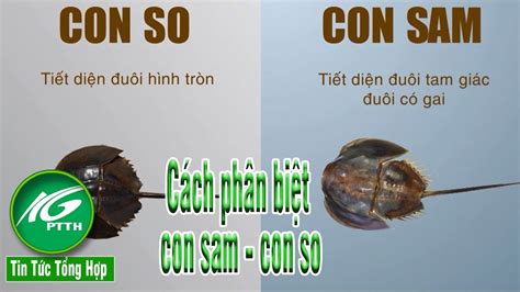 Tin tức tổng hợp l Cách phân biệt con sam - con so l THKG - YouTube