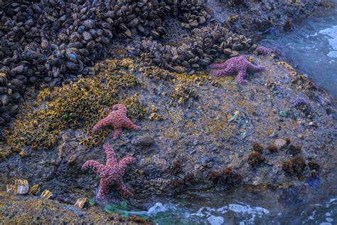 The intertidal zone is an ecosystem found on marine shorelines, where a multitude of organisms ...