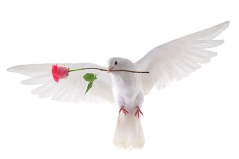 Flying Dove Free Flying White Pigeon In A Beak With A Rose Is Isolated