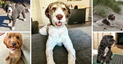 Springer Spaniel Poodle Mix: 20 Things to Know Before Adopting a ...