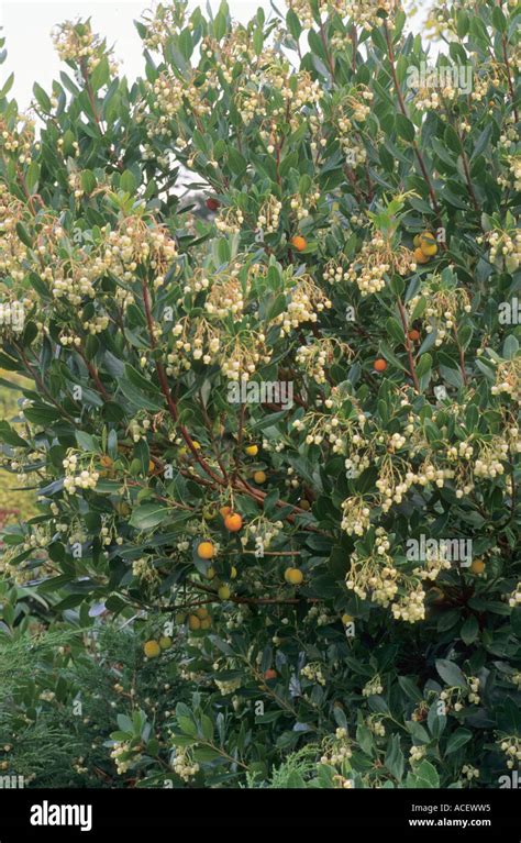 Arbutus Unedo Whole Tree Stock Photo Alamy