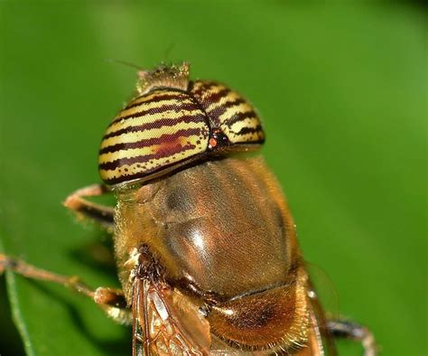 Insekten Diptera Kostenloses Foto Auf Pixabay Pixabay