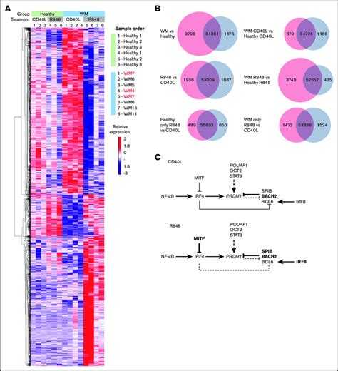 Wm Cells Exhibit A Block In The Pc Gene Expression Program A