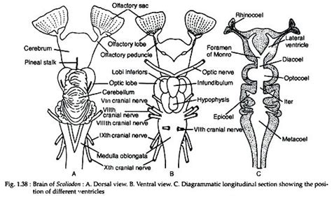 Cranial Nerve Face Drawing With Numbers at PaintingValley.com | Explore ...