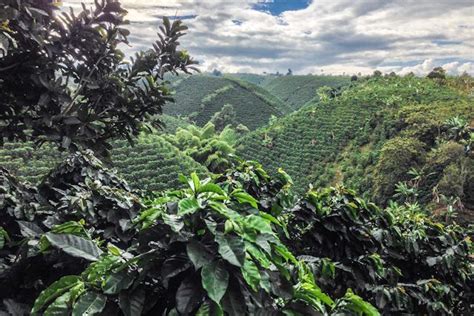 Que Ver Y Hacer En El Eje Cafetero Colombiano