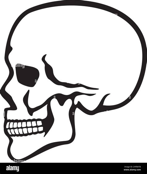 Human skull profile vector illustration Stock Vector Image & Art - Alamy