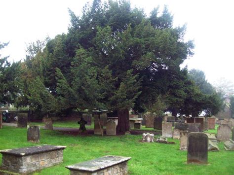 Yew Tree In The Cemetery Of Ault © Jonathan Clitheroe Geograph