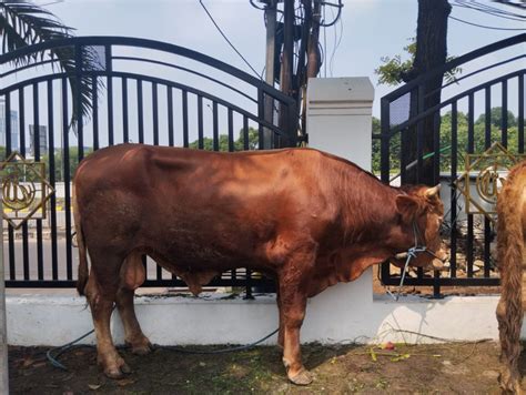 Deretan Artis Berkurban Sapi Jumbo Bobotnya Lebih Dari 1 Ton