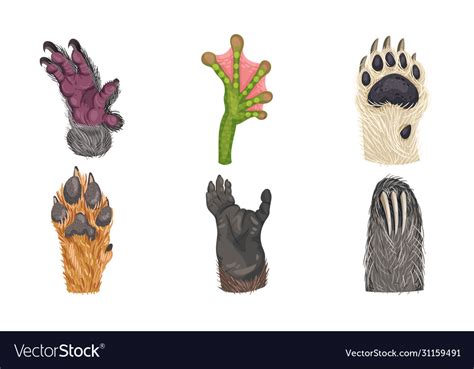 Animal paws with claws and hair isolated on white Vector Image