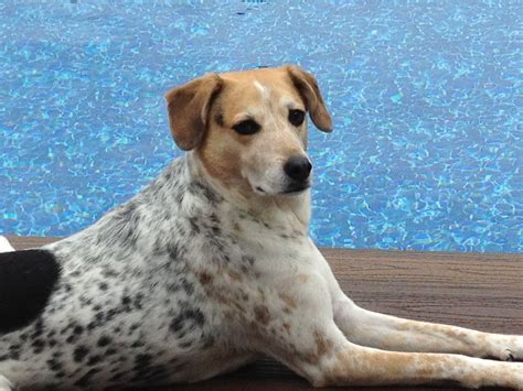 Australian Cattle Dog And Beagle Mix Like My Archer Beagle Mix