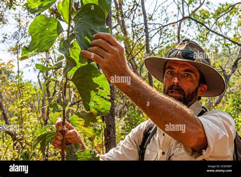 Guided Tour with a Ranger through the Australian Outback Stock Photo ...