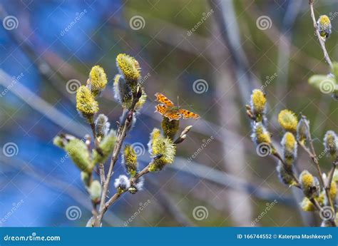 A Butterfly Polygonia C Album On Pussy Willow Branches With Catkins Spring Background Stock