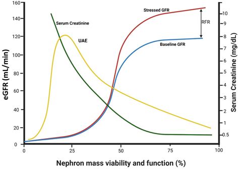 Cells Free Full Text Diabetic Proteinuria Revisited Updated