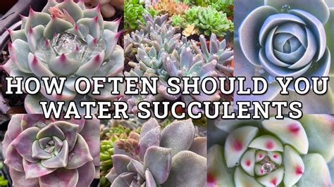 How Often Should You Water Succulents YouTube