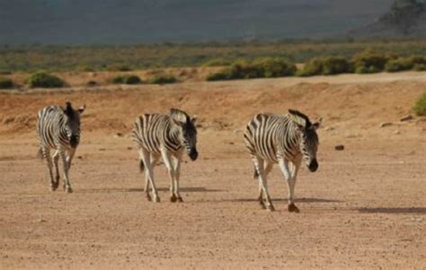 Cape Town Safari - South Africa