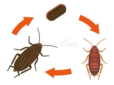 Diagrama Que Muestra El Ciclo De Vida De La Ilustración De Cucarachas Ilustración Del Vector