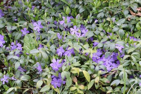 Periwinkle Vinca Minor Ground Cover Ground Cover Plants