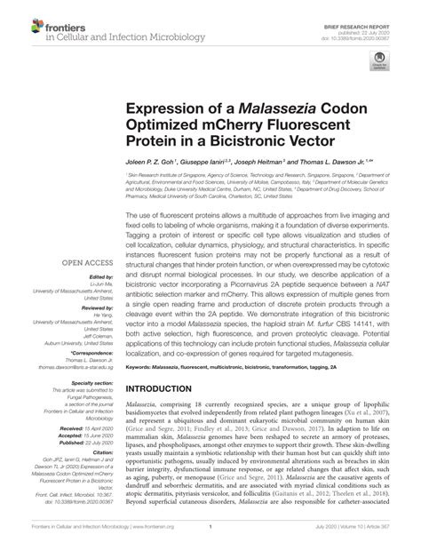 Pdf Expression Of A Malassezia Codon Optimized Mcherry Fluorescent