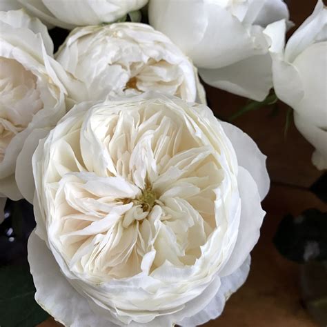white garden roses 8