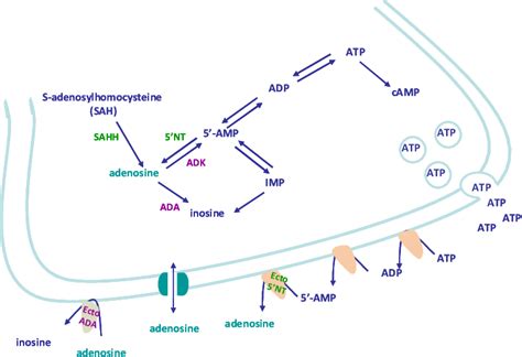 Figure 11 From Setting Gaba Levels Gaba Transporters Modulation By Adenosine Receptors