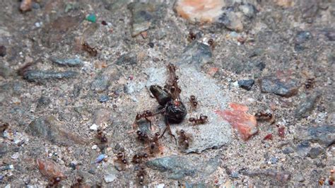 Small aggressive ants attack a fly at night and bite it 50138690 Stock